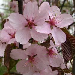 Cerezo japons de Sargent